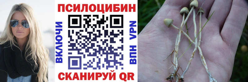 Купить Качканар Галлюциногенные грибы Cubensis
